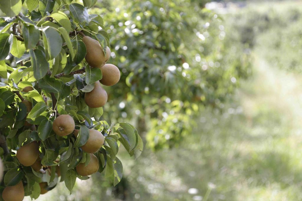 The Pear Orchard Lodge Richmond Kültér fotó